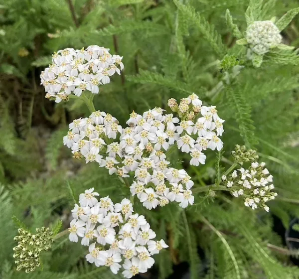 Yarrow